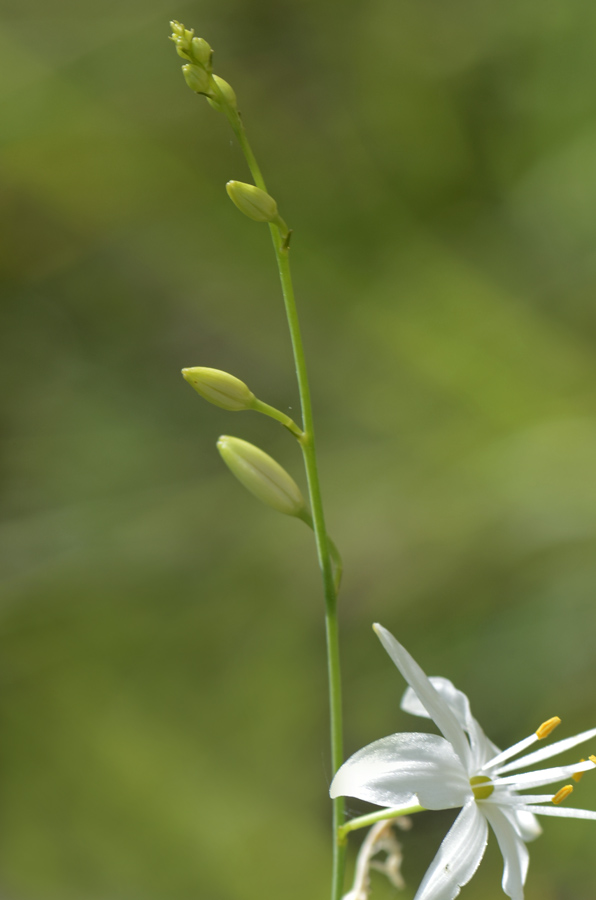 Anthericum ramosum / Lilioasfodelo minore